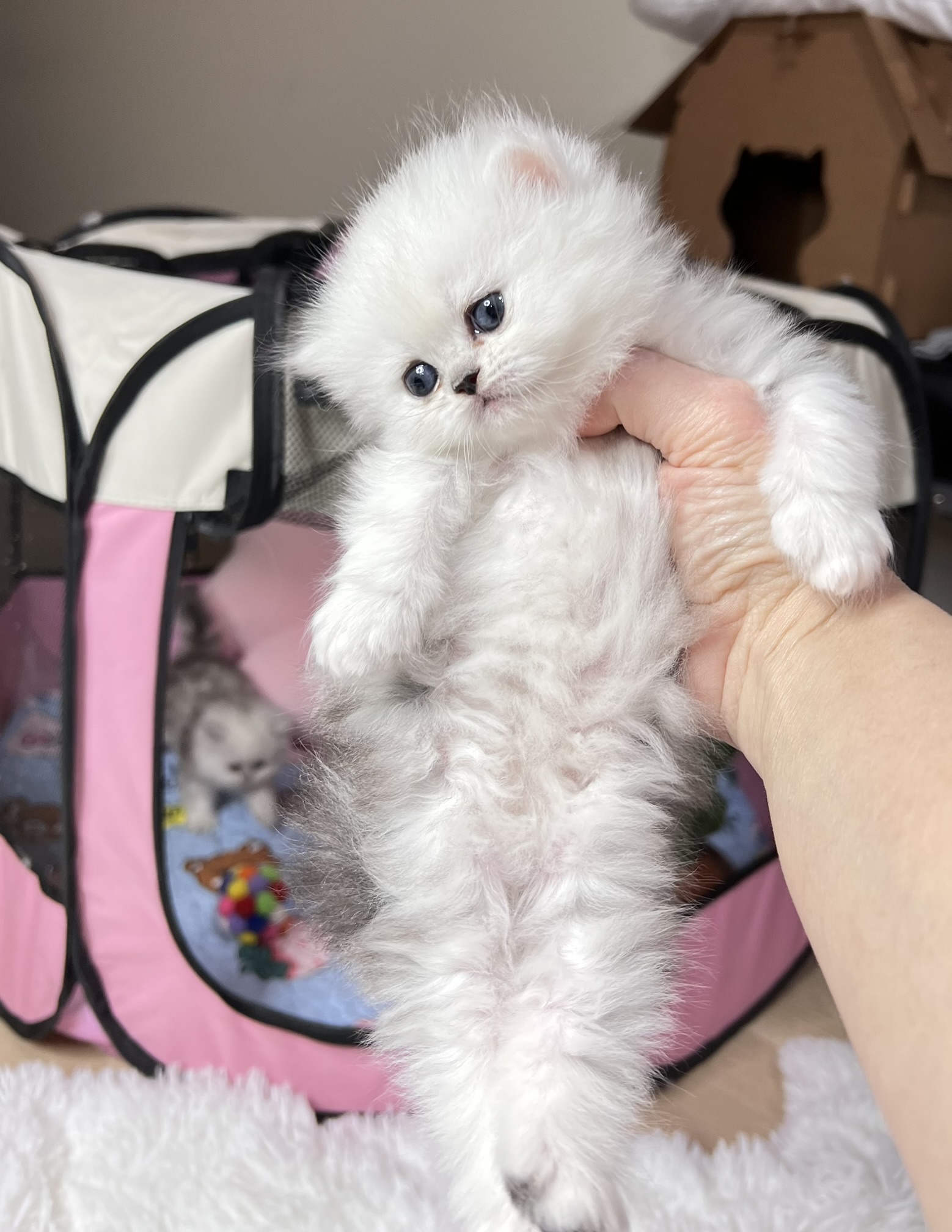 Persian kitten